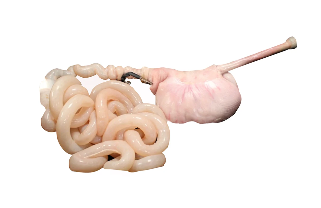 small-bowel-enteroscopy-image